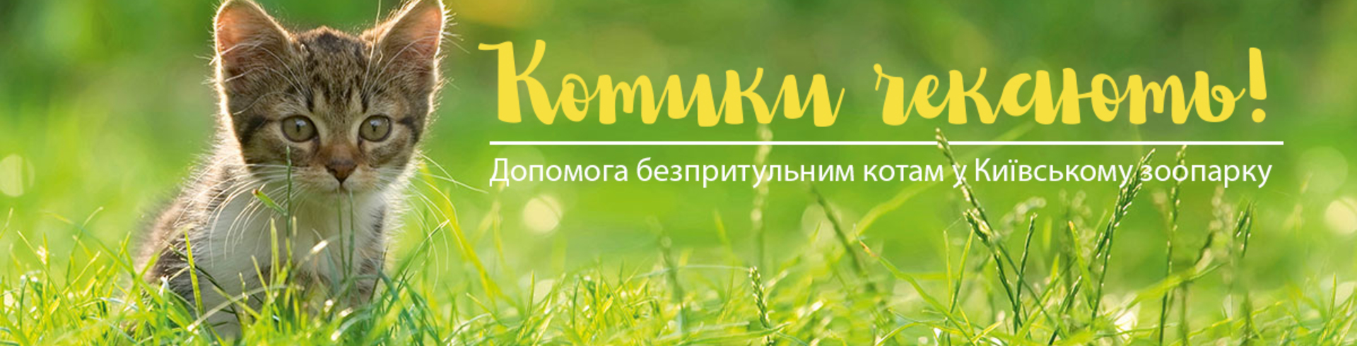 Котяче Містечко у Київському зоопарку потребує волонтерів